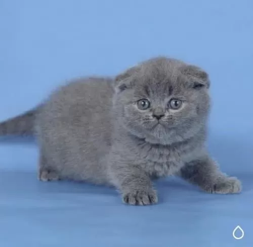Kulaksız Gri Scottish Fold Shorthair