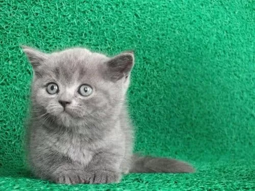 Gri Tüy Yumağı British Shorthair