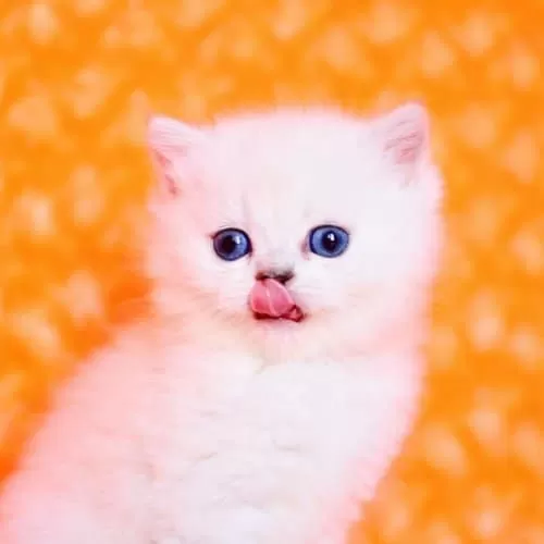 Masmavi Gözlü Ns1133 British Shorthair