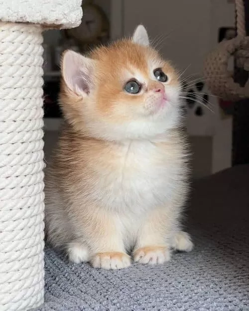 Türünün En Kalitelisi Golden Ny12 British Shorthair