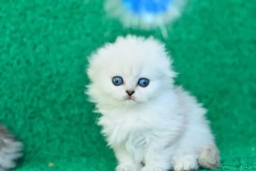 Inci Tanemiz Ns1133 Silver Scottish Fold Longhair