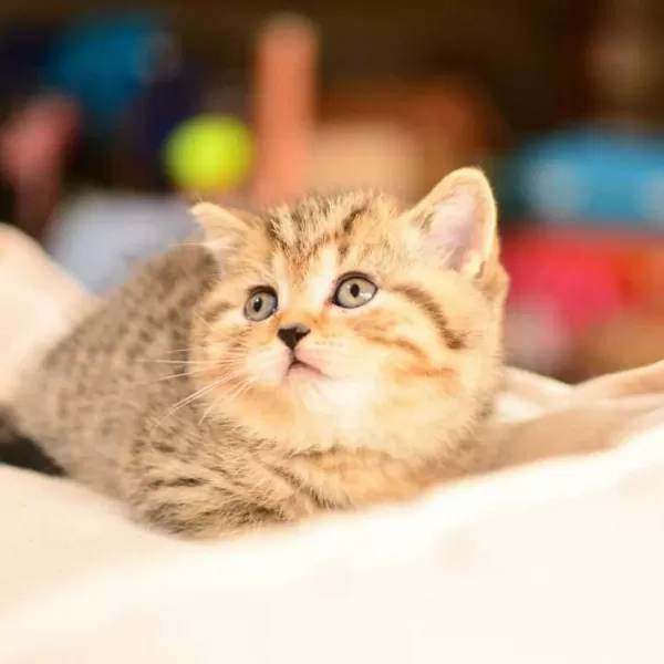 Ucretli Sahiplendirme Uysal British Shorthair