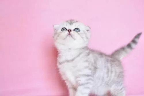 Asil Soydan Ns24 Scottish Fold Shorthair