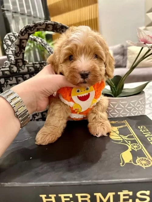Pamuk Şeker Güzelliğinde Secereli Micro Boy Maltipoo