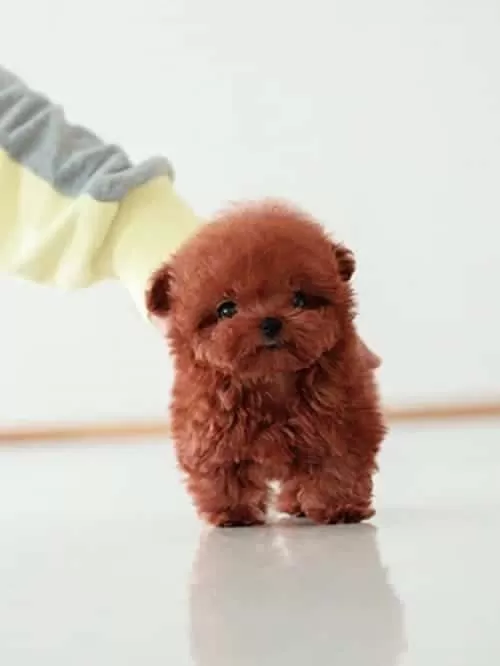 Ultra Premium Kore Toy Poodle Red Brown Renk Güzelliği