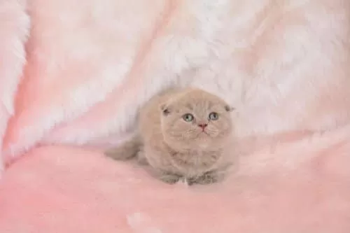Top Kafa Lilac Scottish Fold Shorthair