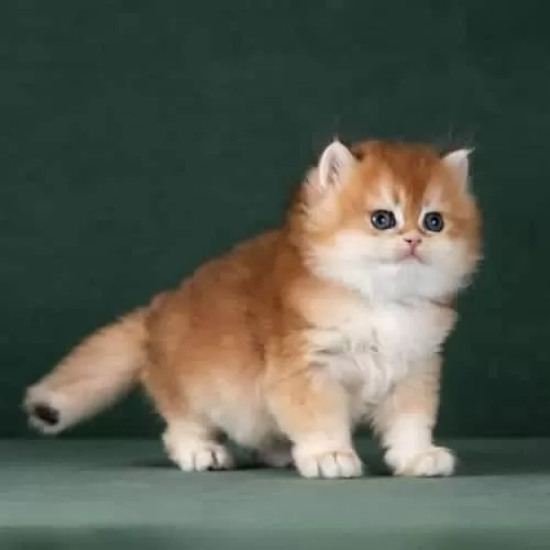 Muhteşem Kalitede Golden British Longhair