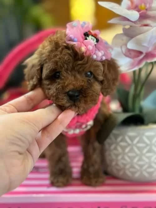 Güzeller Güzeli Micro Toy Poodle Yavrusu Sizi Bekliyor