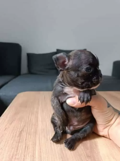Sevimli Ve Minik French Bulldog Yavrularımız