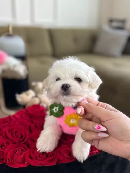 3 Dişi 1 Erkek Yavrularım Maltese Terrier