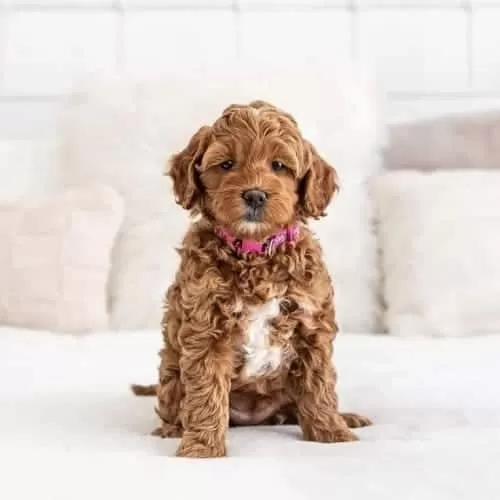 Maltipoo Cinsi Sevimli Yavrular 0 Numara 7751