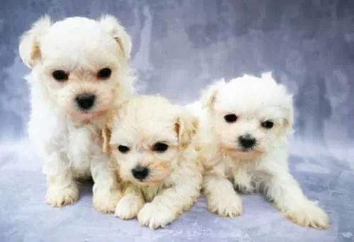 Petshop Güvencesi Ile Maltese Terrier Yavruları