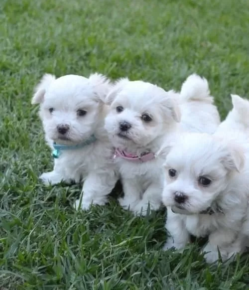 Kar Beyaz Sevimli Yavrular Maltese Terrier