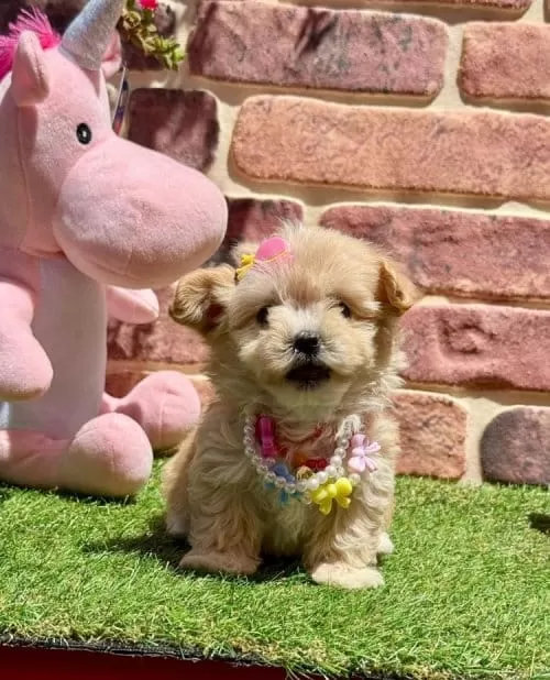 Veteriner Kontrollü Maltipoo Yavrular