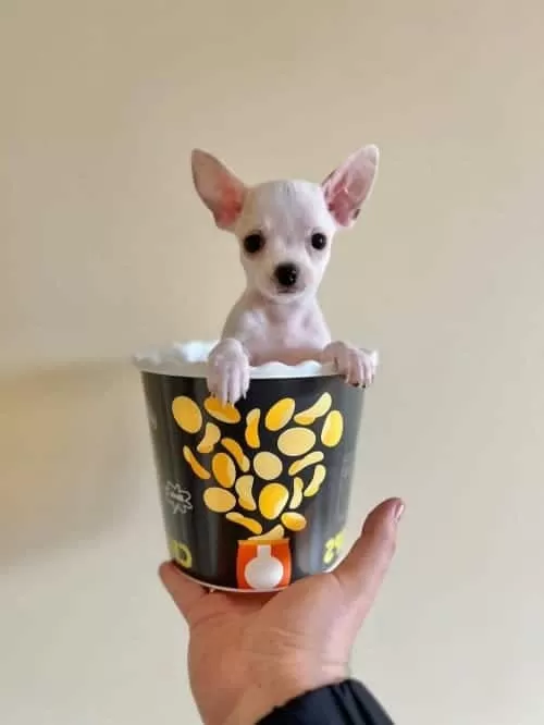 Tea Cup Şivava Yavrularımız