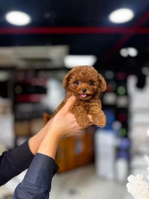 Redbrown Kore Toy Poodle Yavrusu