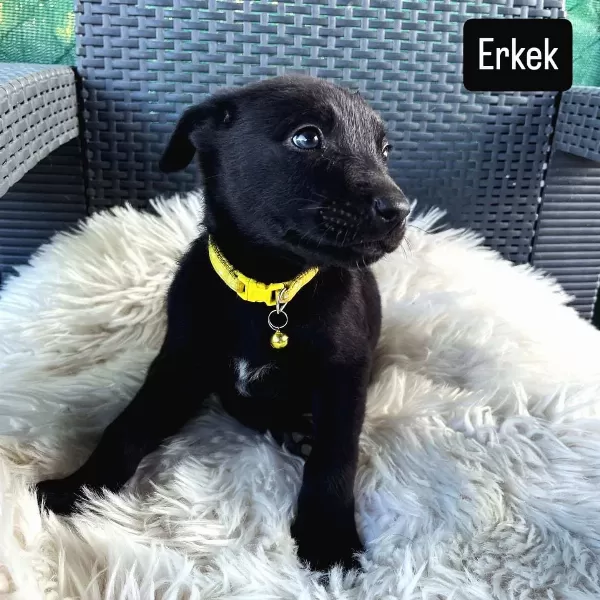 Dakik Eğitime Açık Malinois Belçika Kurdu