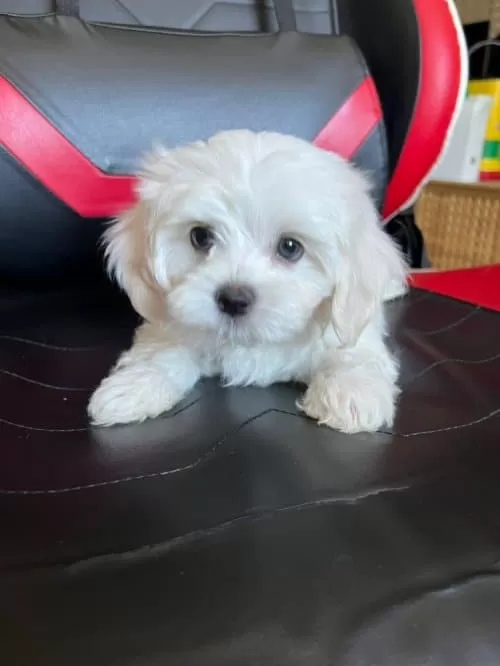 Maltese Terrier Kar Beyaz Mini Yavrularımız