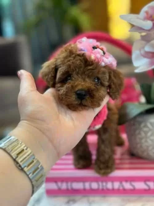 Güzeller Güzeli Micro Toy Poodle Yavrusu Sizi Bekliyor
