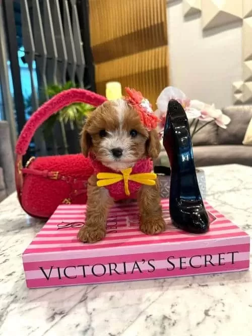 Sevimliliğin Zirvesi Secereli Micro Boy Maltipoo Yavrusu