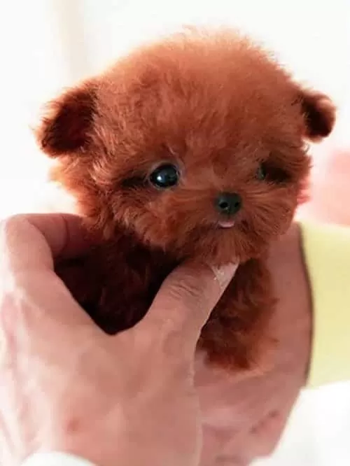 Ultra Premium Kore Toy Poodle Red Brown Renk Güzelliği