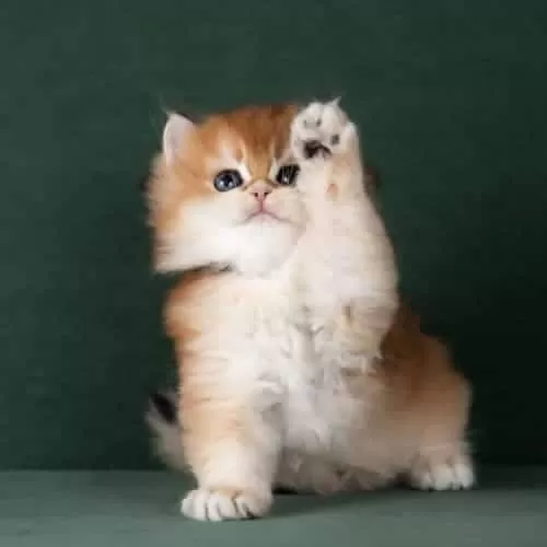 Muhteşem Kalitede Golden British Longhair