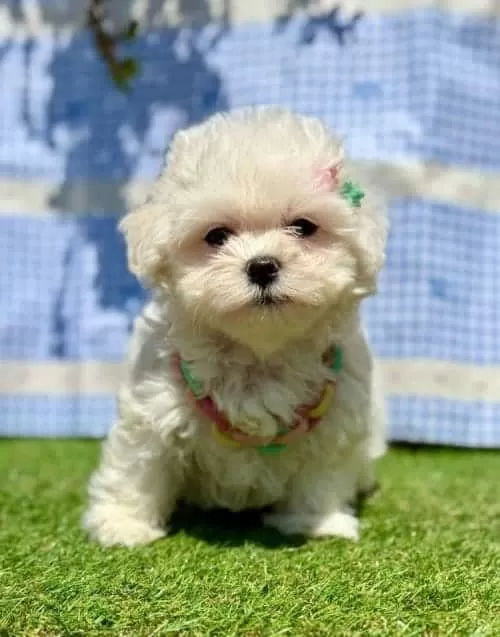 Kar Beyaz Maltese Mini Yavrular