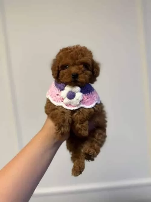 Irk ve sağlık garantili Süslü Toy Poodle