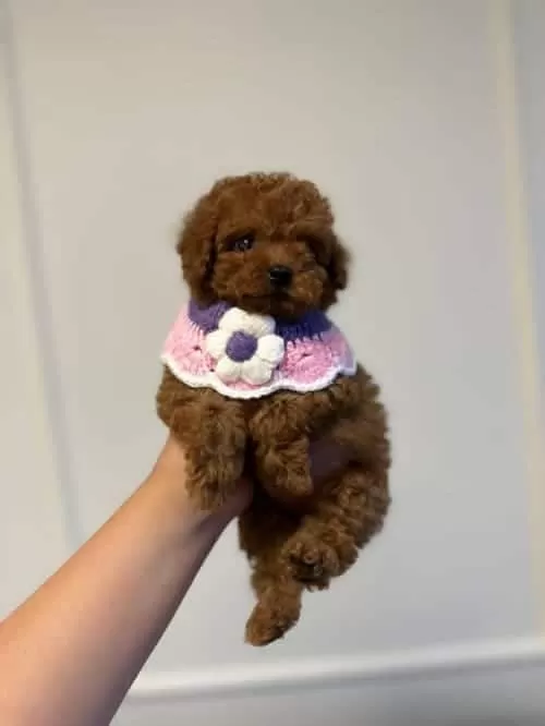 Irk ve sağlık garantili Süslü Toy Poodle