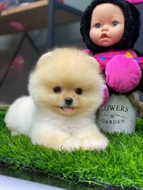 Ayıcık Surat Boo Teacup King
