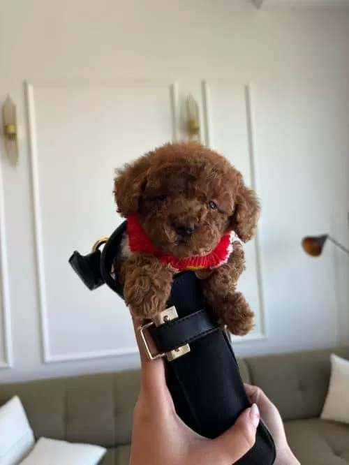 Yeni Yuvasına Gitmeye Hazır Toy Poodle Bebekler