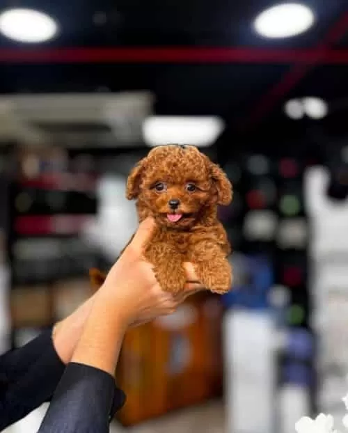 Redbrown Kore Toy Poodle Yavrusu