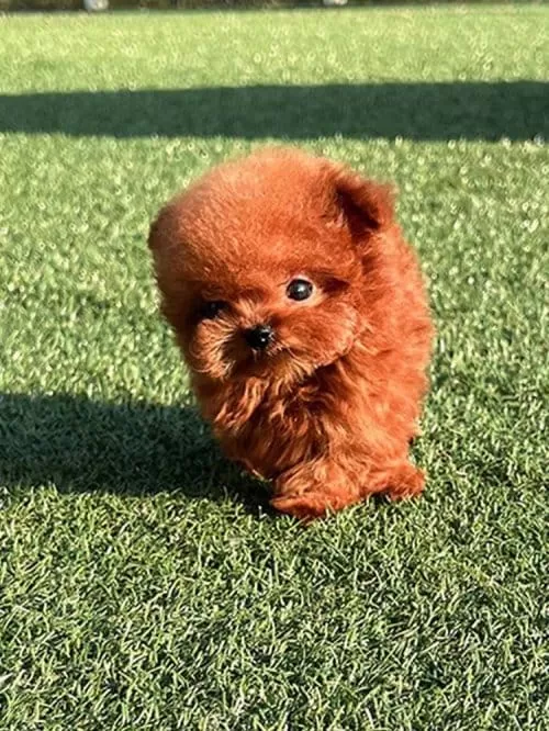 Ultra Premium Kore Toy Poodle Red Brown Renk Güzelliği
