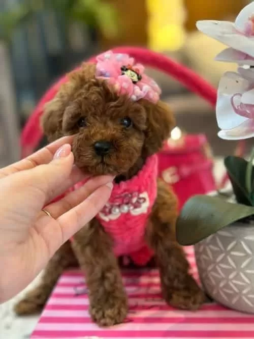 Güzeller Güzeli Micro Toy Poodle Yavrusu Sizi Bekliyor