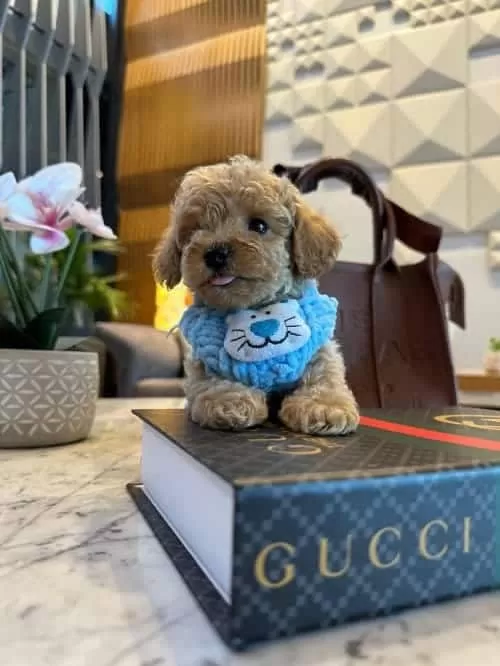 En Micro En Kore Toy Poodle