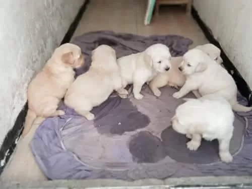 Golden Retriever Yavrular