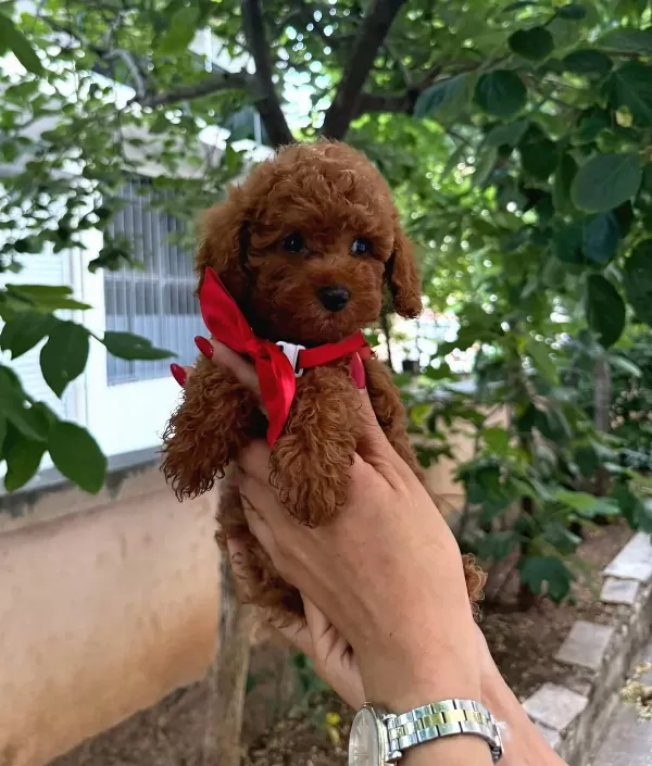Toy Poodle Redbrown Erkek Yavrumuz