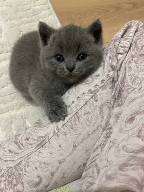 British Shorthair Yavrular