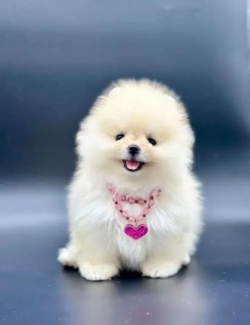 Teady Bear Ayı Surat Yavrularımız Pomeranian
