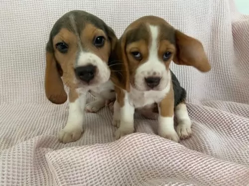 Minicik Beagle Yavruları