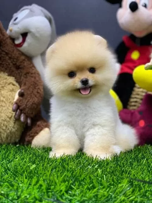 Ayıcık Surat Boo Teacup King