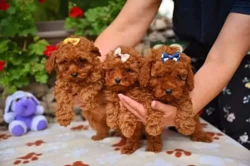 Eğitimli Aşılı Red Brown Poodle Yavrular