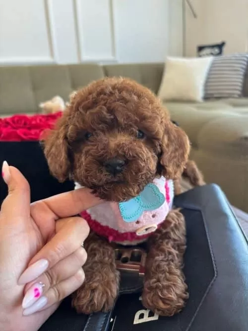 İki Aylık Toy Poodle Yavrumu Sahiplendiriyorum
