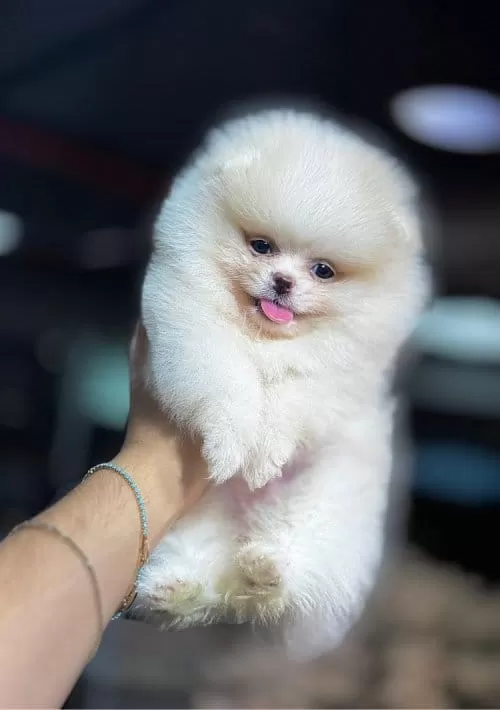 Orjinal Pomeranian Boo