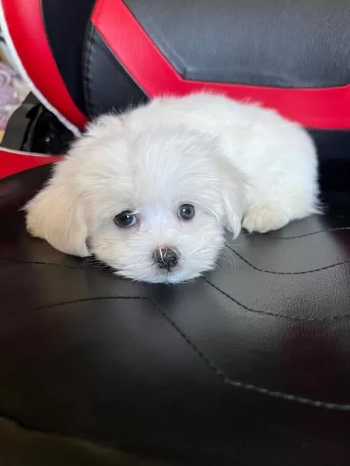 Meltese Terrier Cinsi Kopegimiz Çok Tatlı 2 Aylık