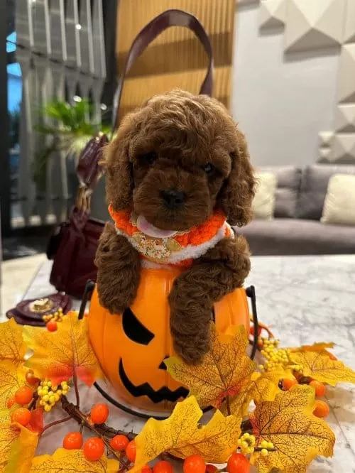 Masal Güzeli Secereli Micro Boy Toy Poodle Yavrusu