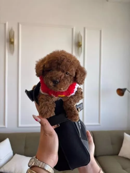 Yeni Yuvasına Gitmeye Hazır Toy Poodle Bebekler