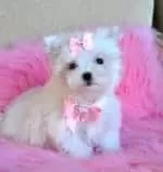 Maltese Terrier Sevimli Yavrular