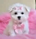 Maltese Terrier Sevimli Yavrular