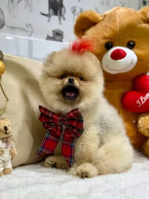 Pomerian Boo 2 Aylık Erkek Yavru